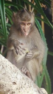 Monkey in Monkey Island